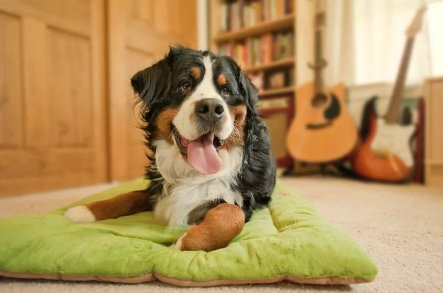 Dog Crate Pad