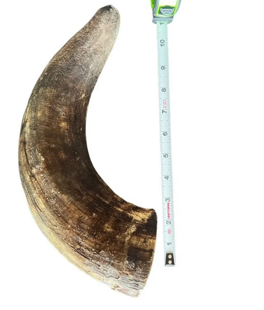 Bull Horn – ea