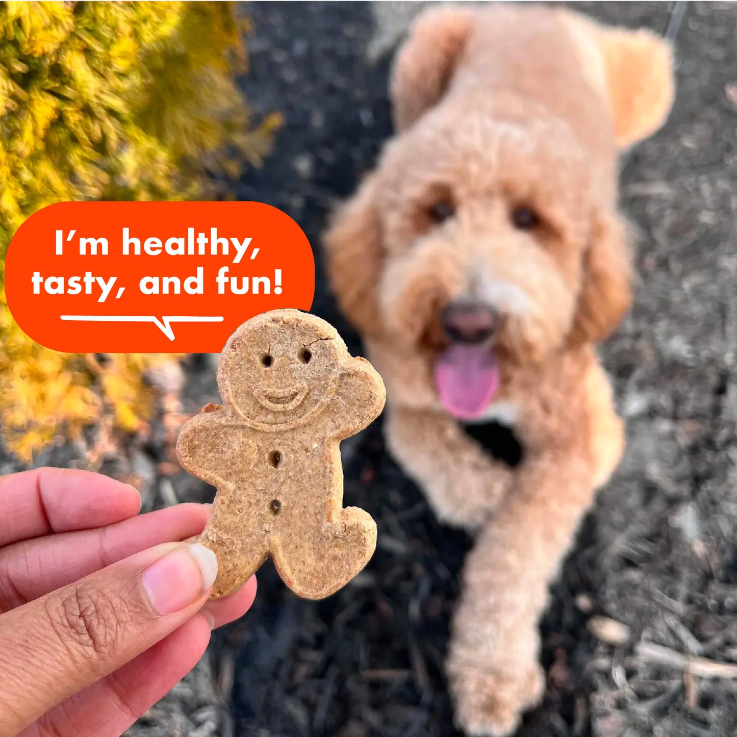Crunchy Peanut Butter Biscuits - 16oz