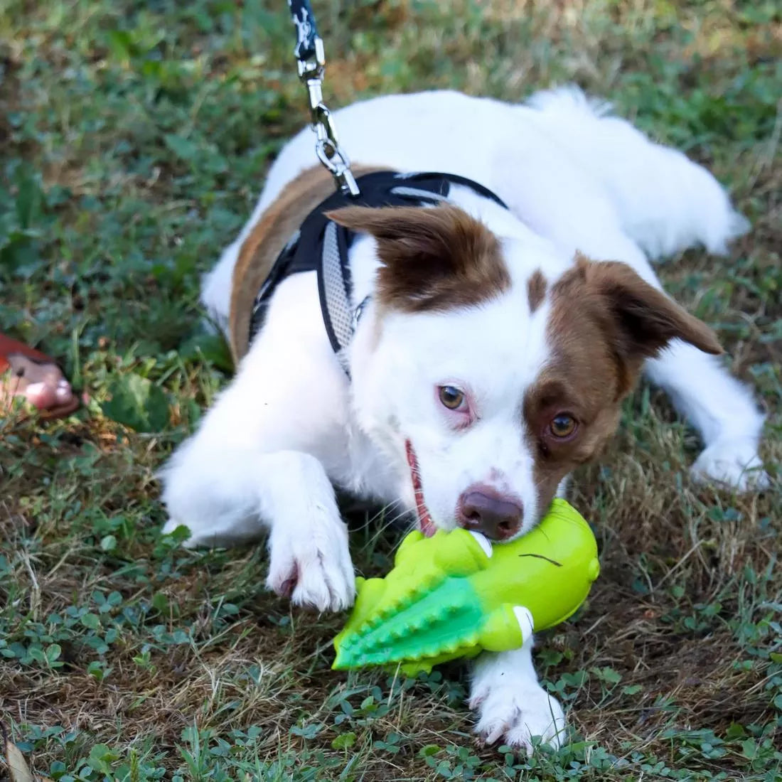 Dog Fetch Toy - Alligator Latex Toy