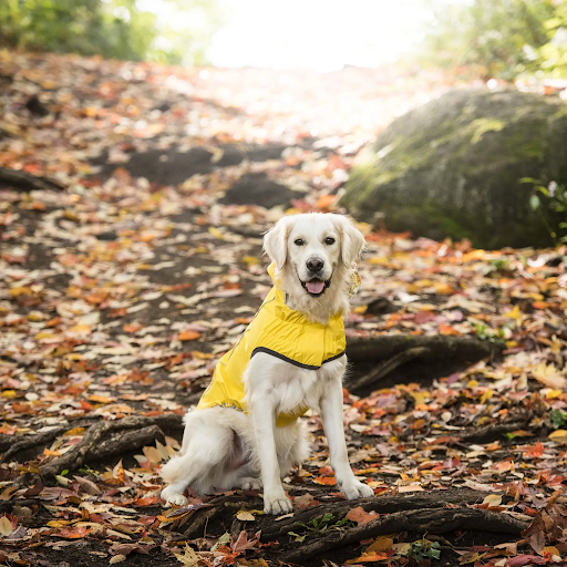 Dog Rain Coat - Yellow