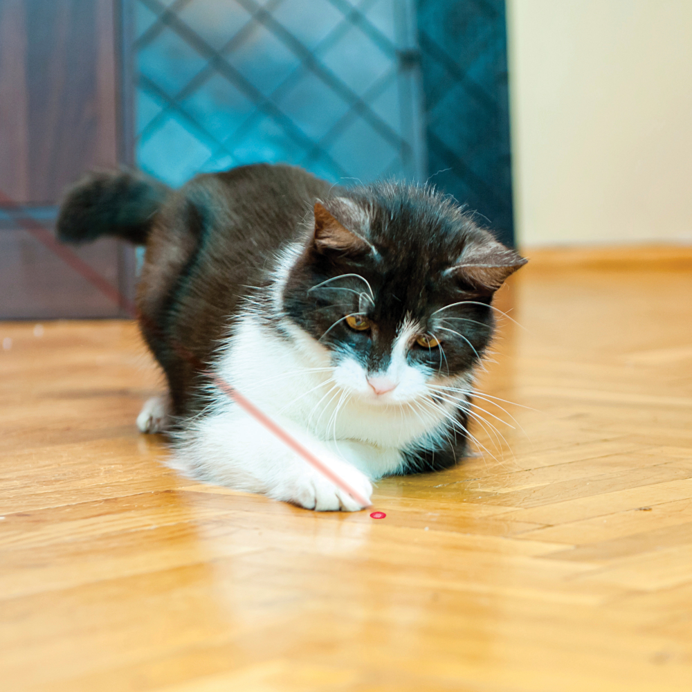 Cat Laser Toy