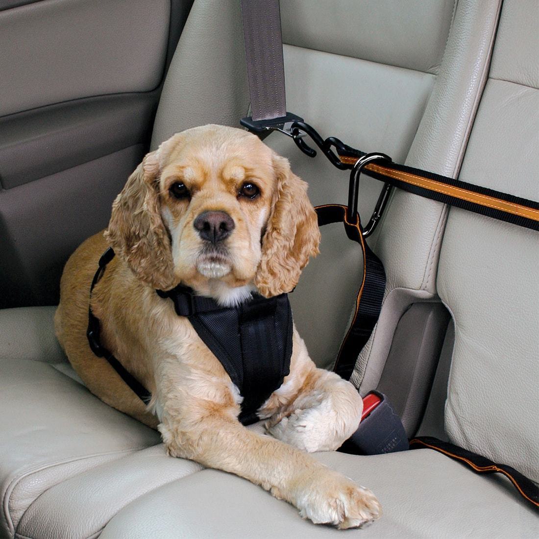 Dog Car Restraint - Zip Line