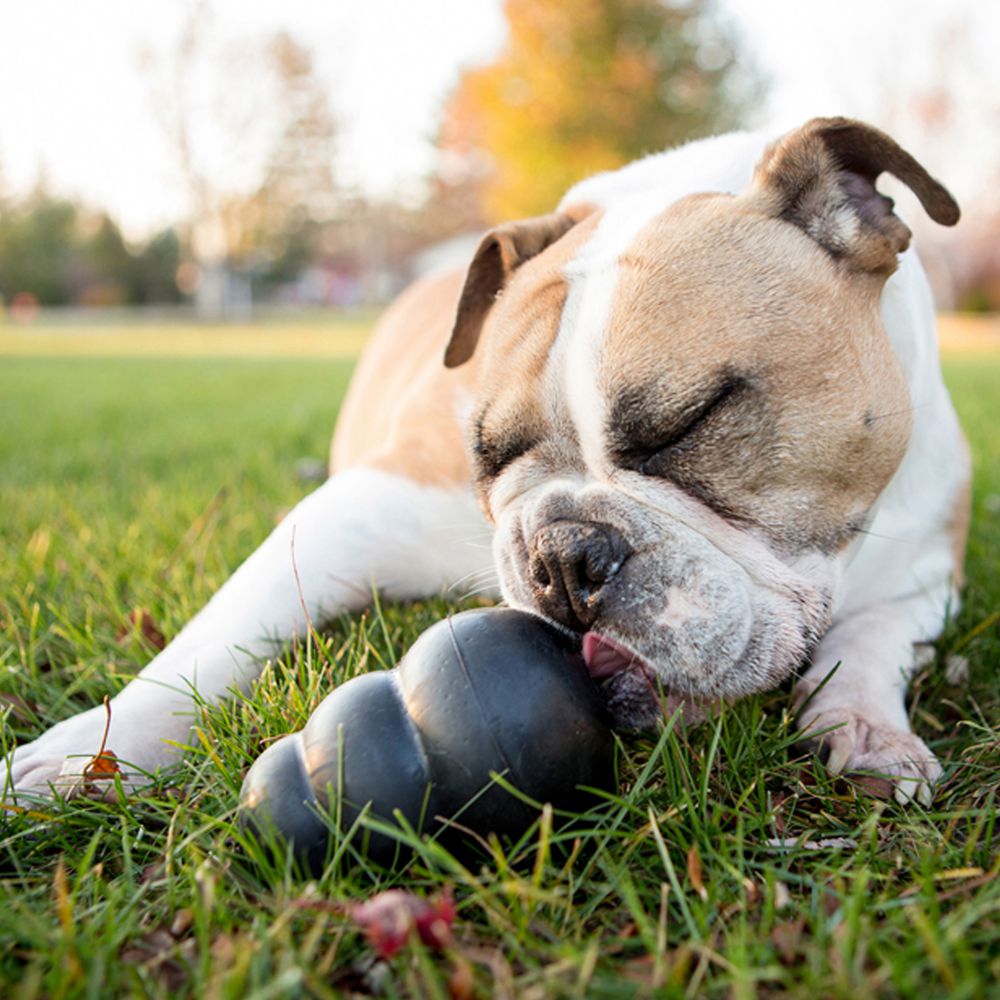 Dog Treat Toy - Kong Extreme