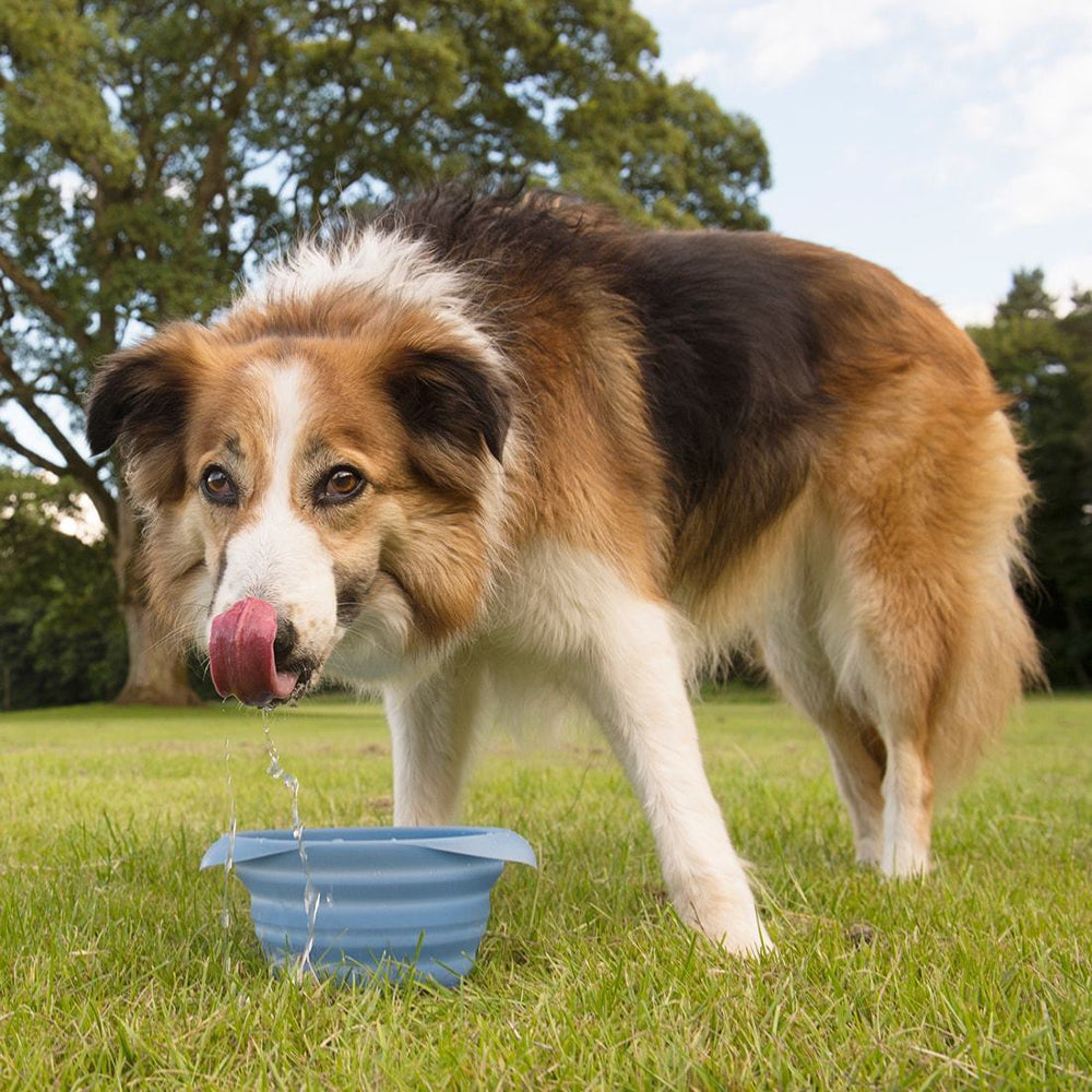24oz Silicone Travel Bowl