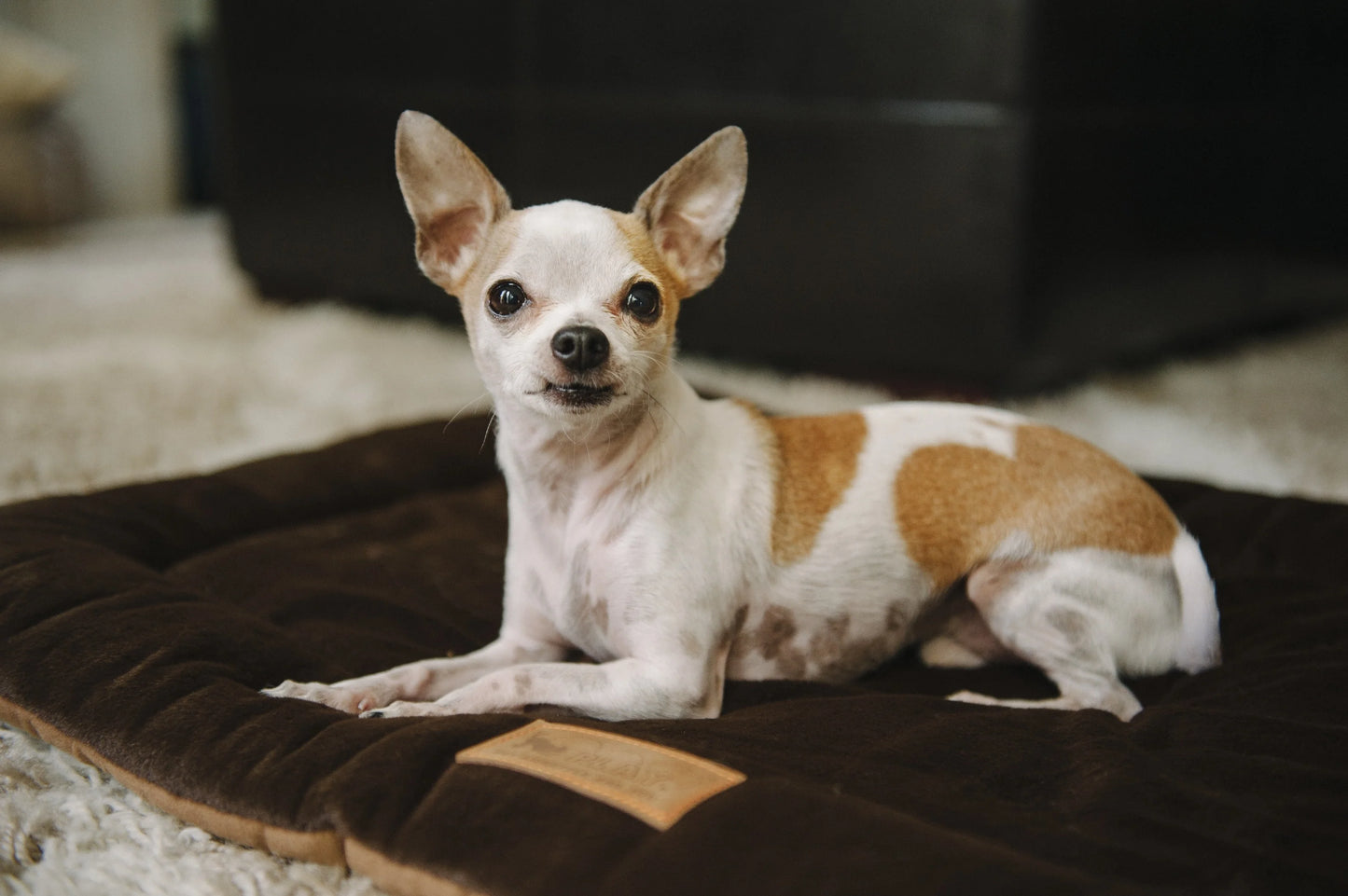 Dog Crate Pad