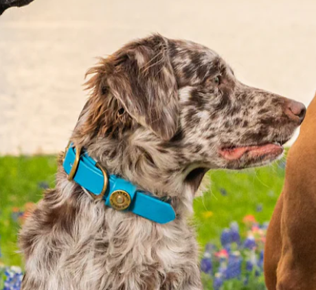 1" Mudproof Dog Collar - Aqua