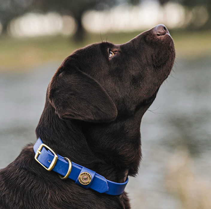 1" Mudproof Dog Collar - Blue