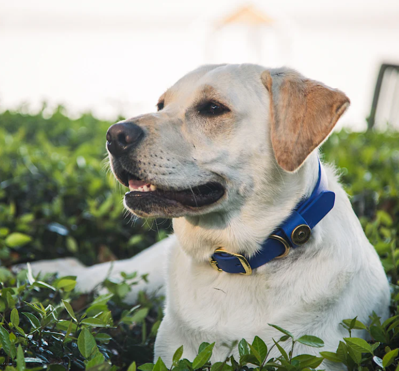 1" Mudproof Dog Collar - Blue