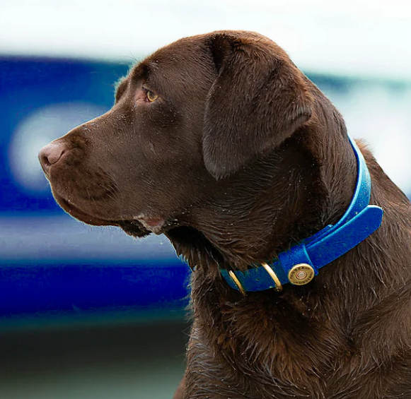 1" Mudproof Dog Collar - Blue