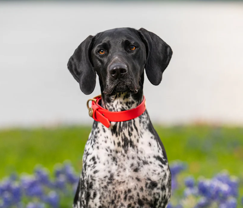 1" Mudproof Dog Collar - Red
