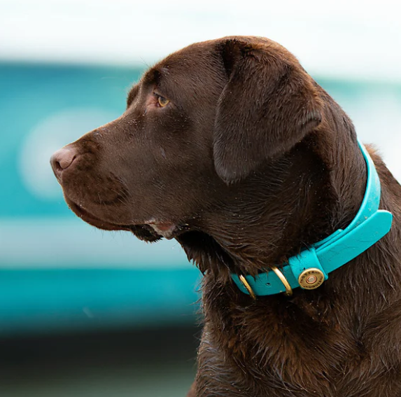 1" Mudproof Dog Collar - Teal