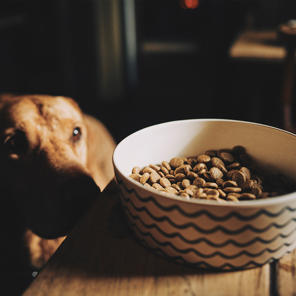 Bamboo Dog Bowls