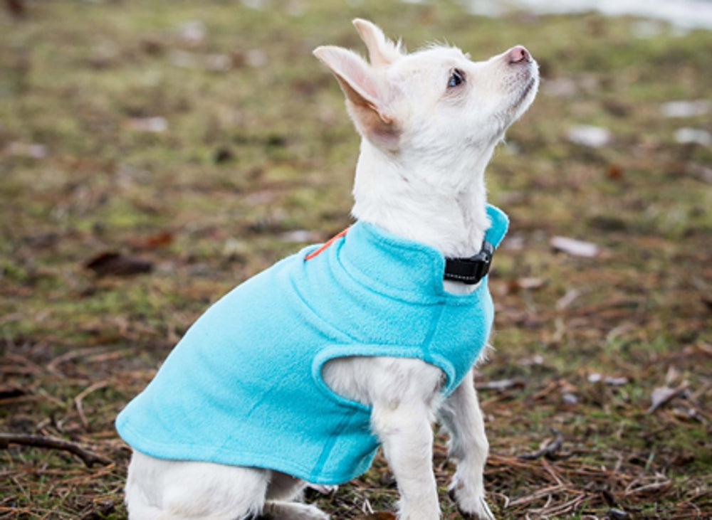 Dog Fleece - Black / Lime