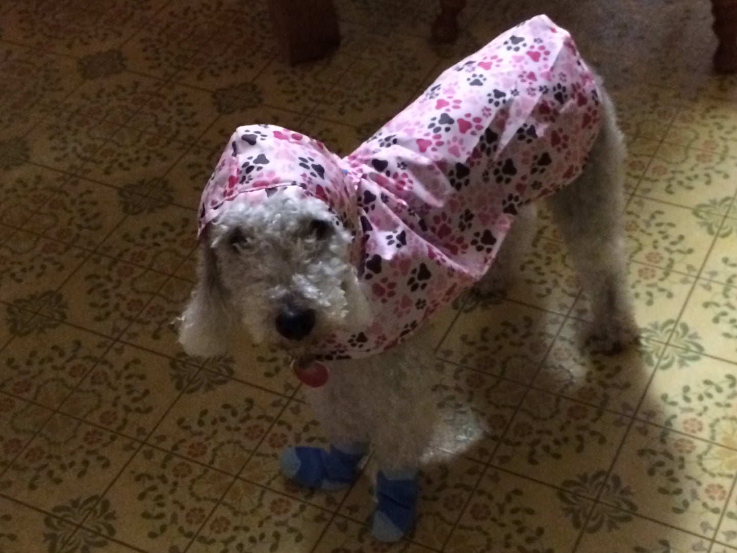 Dog Poncho - Pawprint