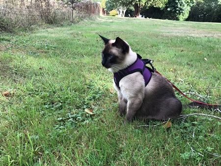 Step In Dog Harness - Cirque