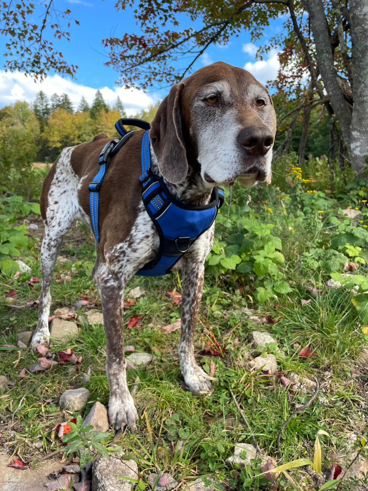 Utility Dog Harness