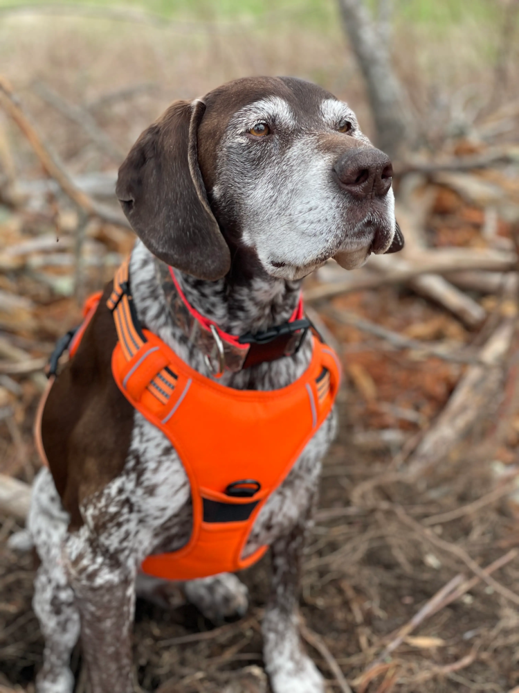 Utility Dog Harness