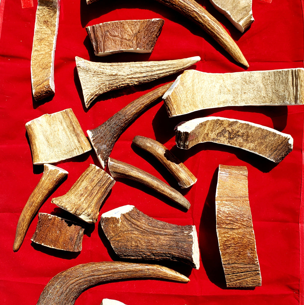 Moose Antler Chews