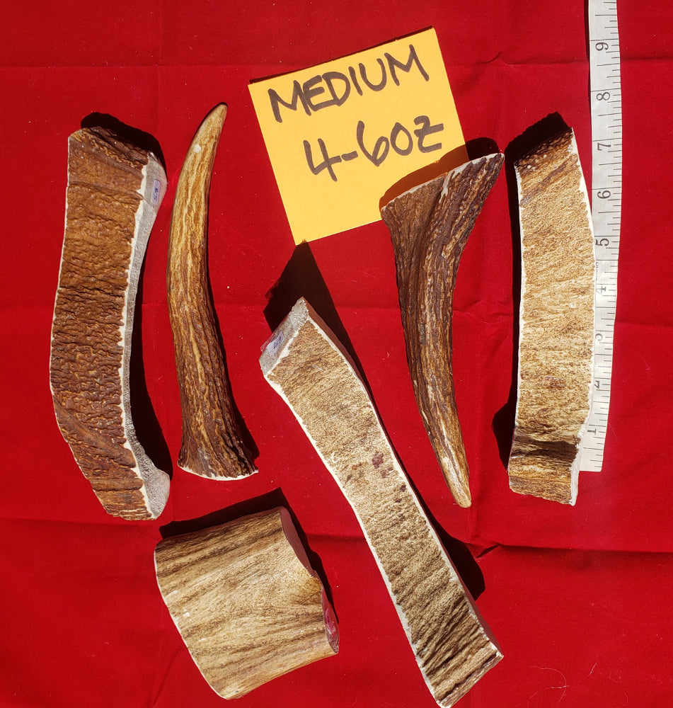 Moose Antler Chews