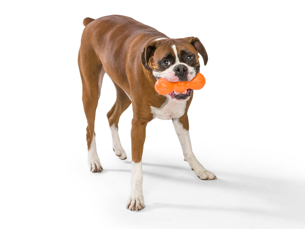 Dog Chew Toy - Rumpus