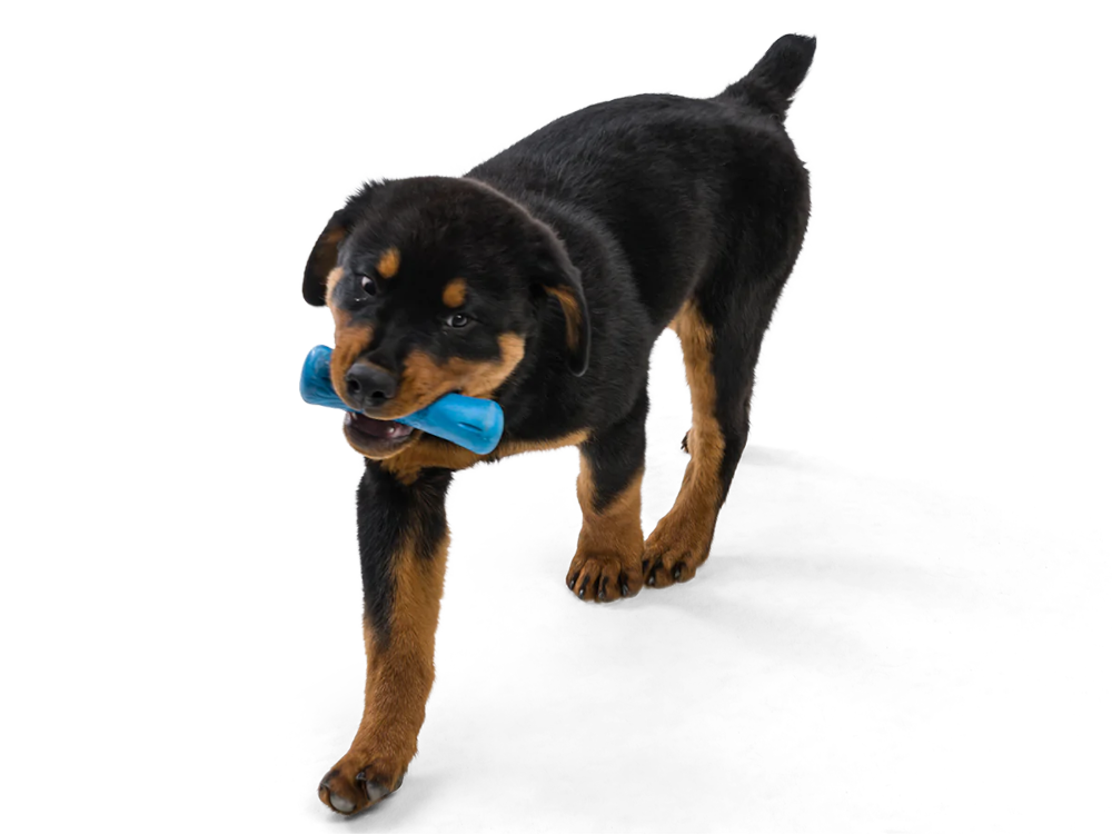 Dog Chew Toy - Drifty