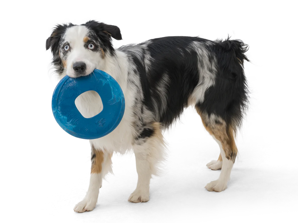 Dog Fetch Toy - Sailz Flying Disc
