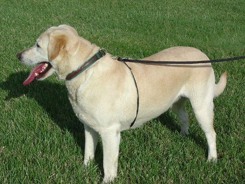 Anti-Pull Dog Training Leash