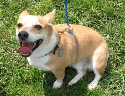 Anti-Pull Dog Training Leash