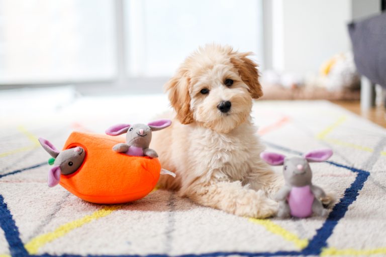 Stuffed Dog Toy - Burrow - Bunny Carrot