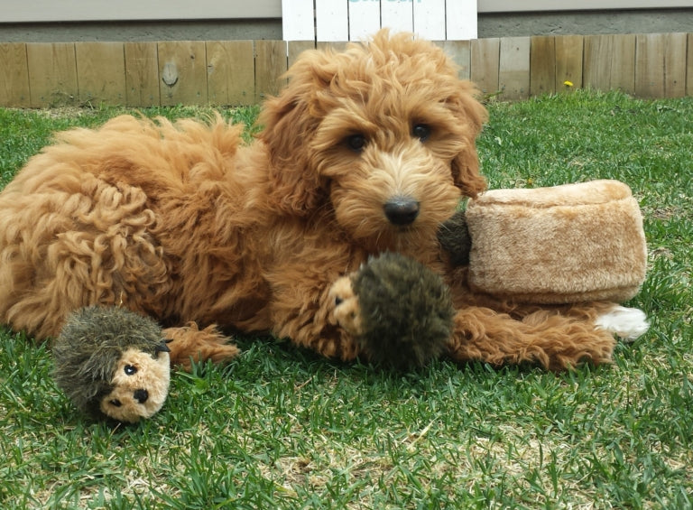 Stuffed Dog Toy - Burrow - Hedgehog Den