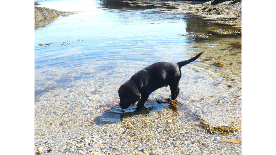 BREAK AWAY FROM BEING "FROM AWAY" - by Auggie