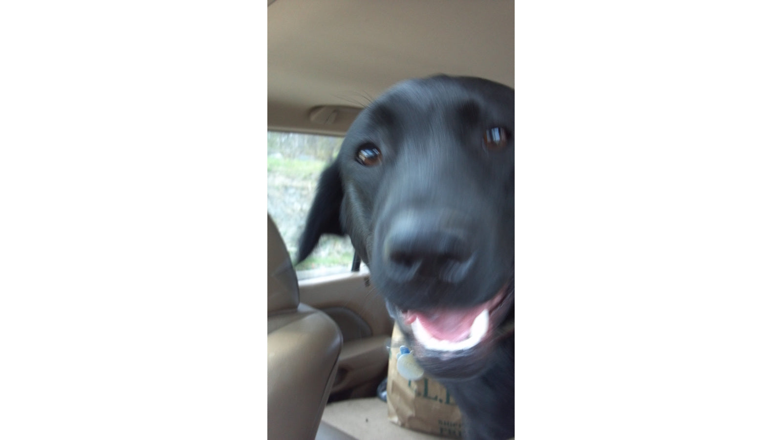 WONDER NOT, GENTLE SUBURBANITE - by Auggie