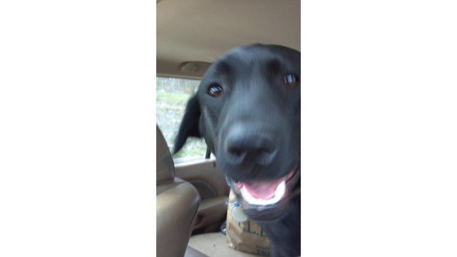 WONDER NOT, GENTLE SUBURBANITE - by Auggie