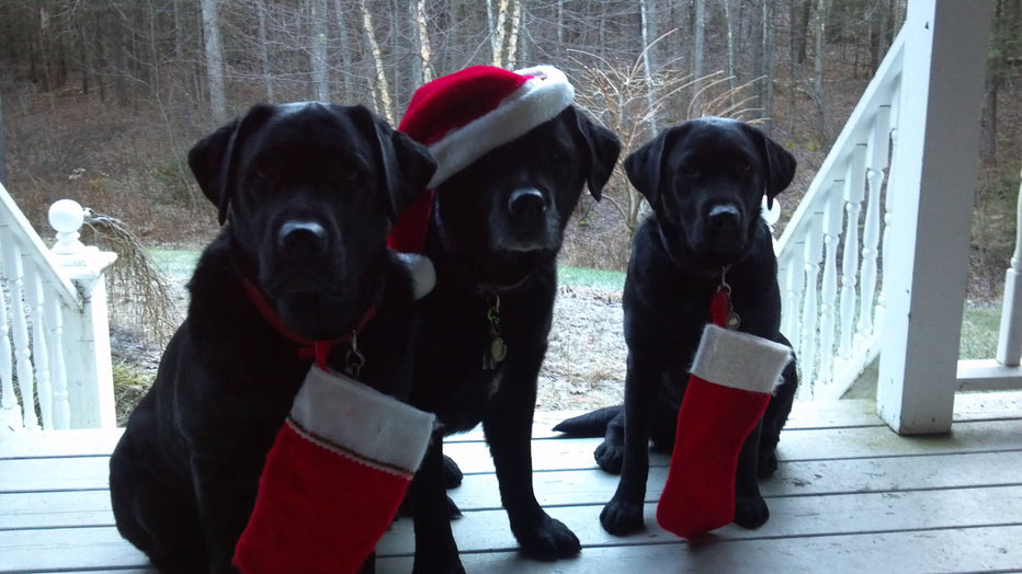 COAL IN YOUR STOCKING - by Coal