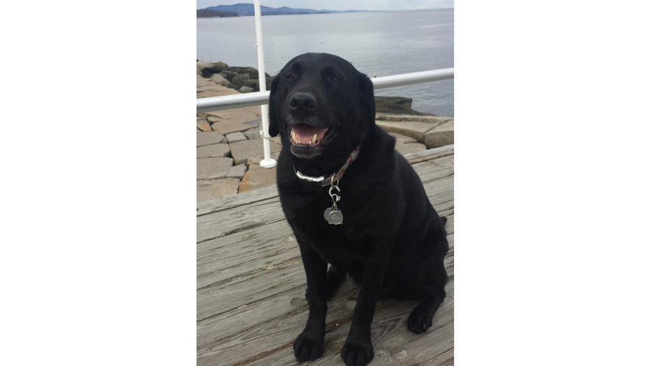 VETTING THE VETS - by Auggie