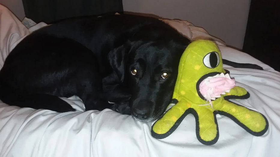 AUGUST ADVICE - by Auggie