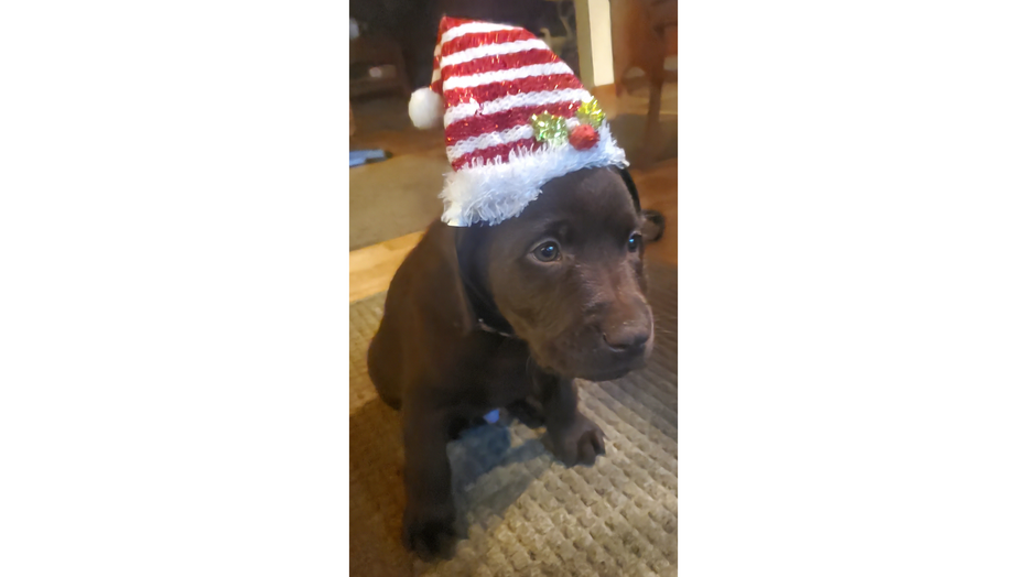 K9 GUMSHOE - by Fudgie