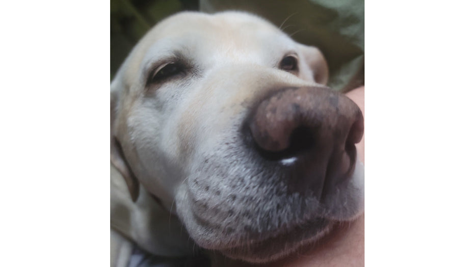 MY NAME IS ZINNIA II - by Zinny