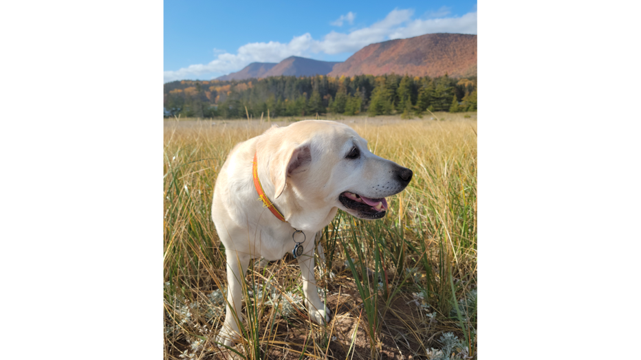 THE ZEN OF ZINNY - by Don