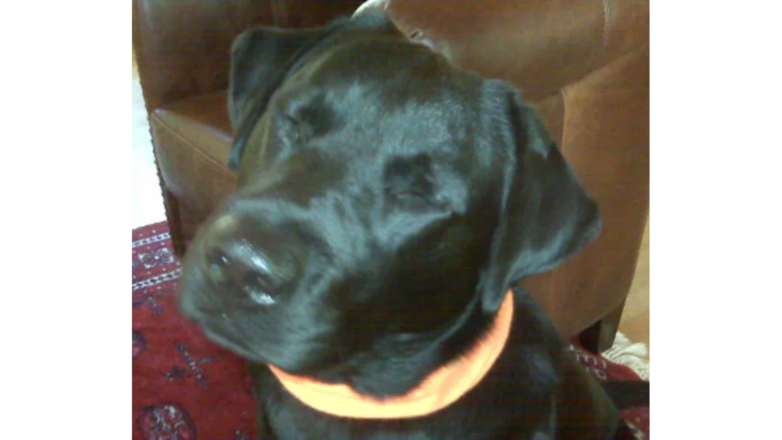 DON SURE IS GETTING OLD AND FAT - by Max