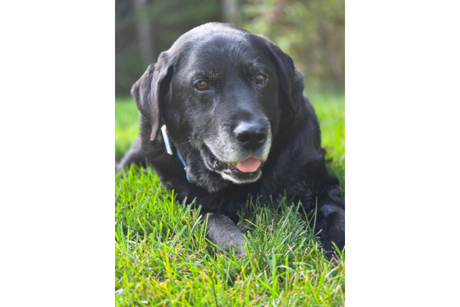 ONCE THE HUNTER, STILL THE HUNTER - by Auggie