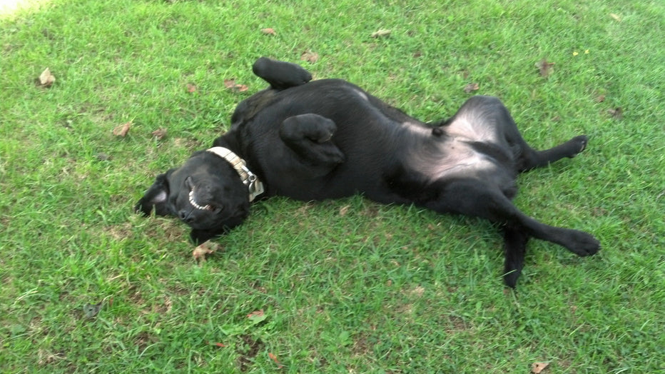 NINE QUESTIONS NOT TO ASK DON OR DOG - by Auggie