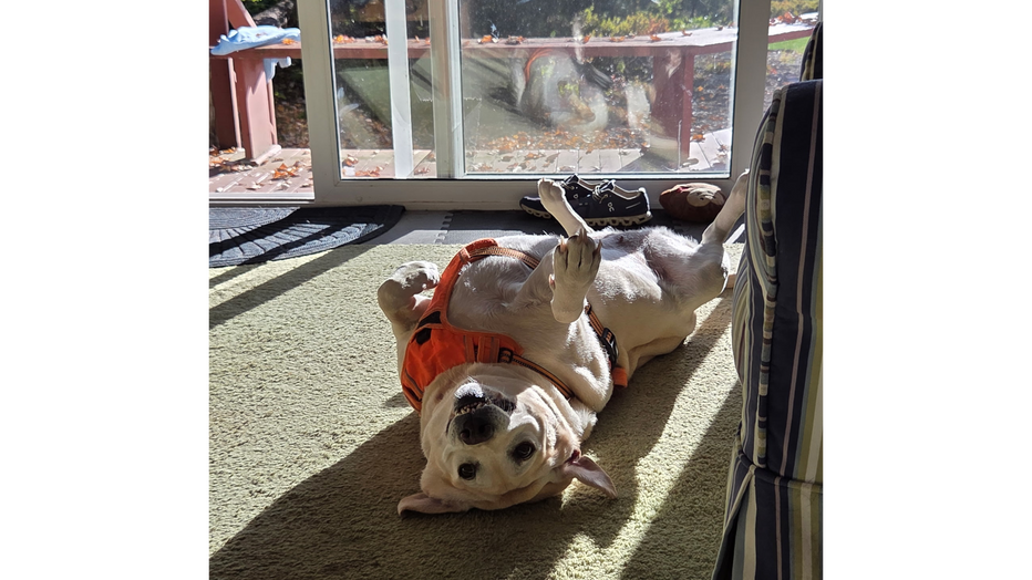 MY NAME IS ZINNIA III - by Zinny