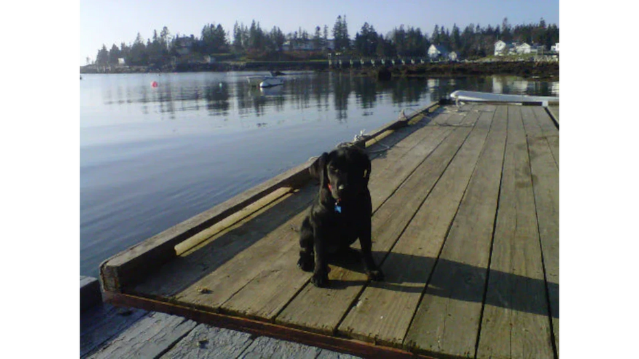 POOP RULES - by Auggie