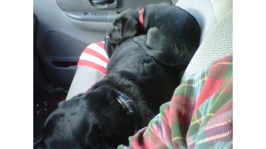 FROM-AWAY RUBE TO A BOOTHBAY RUBY - by Auggie
