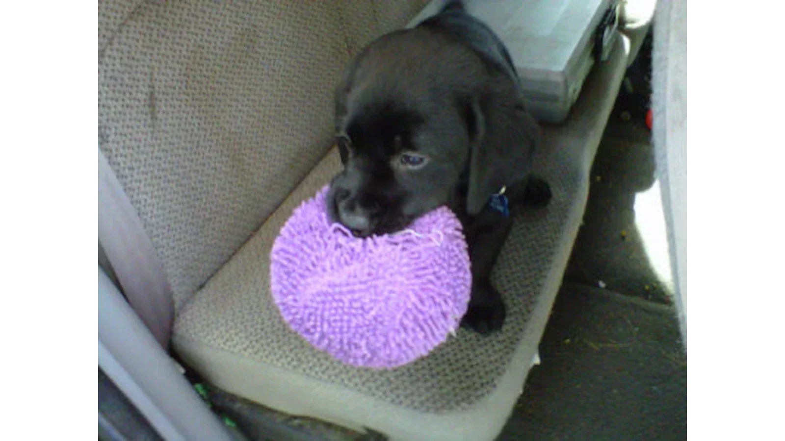 SUPREME FETCH DOG THROUGHOUT ALL THE LAND - By Auggie
