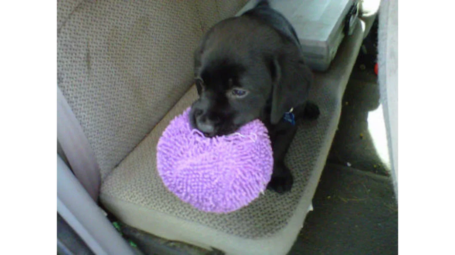 SUPREME FETCH DOG THROUGHOUT ALL THE LAND - By Auggie