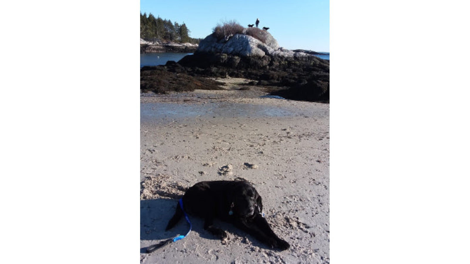 A LITTLE KELP AND MY FRIENDS - by Buddy