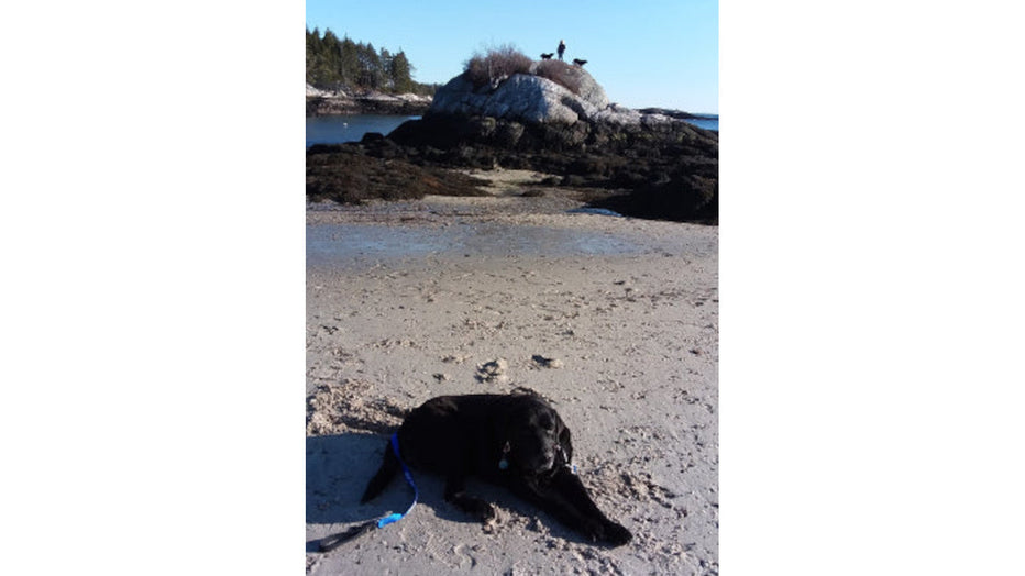 A LITTLE KELP AND MY FRIENDS - by Buddy